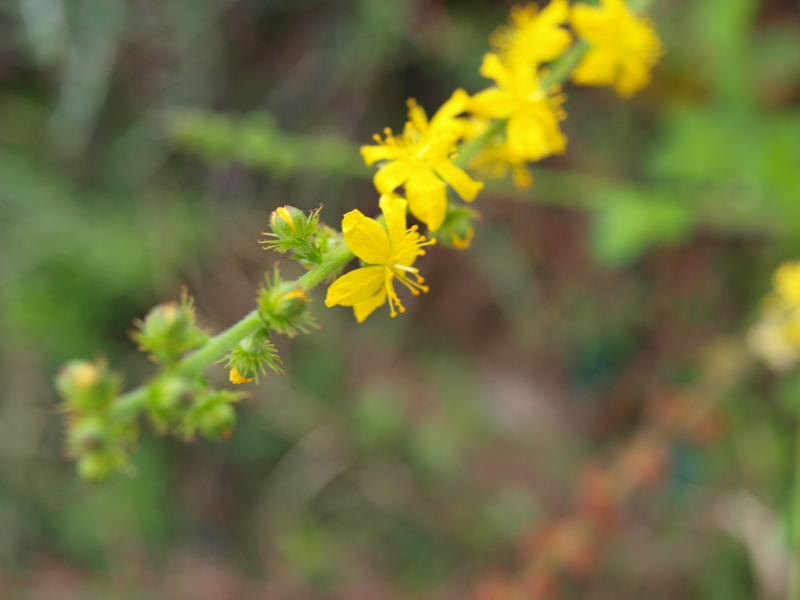 Agrimonia eupatoria